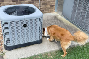HVAC Maintenance for pet owners