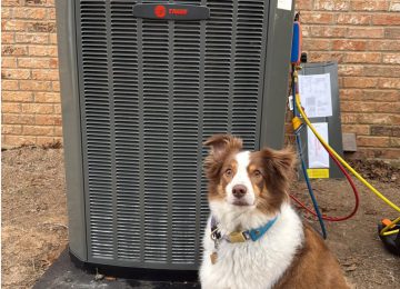 Pet Safety HVAC Guide